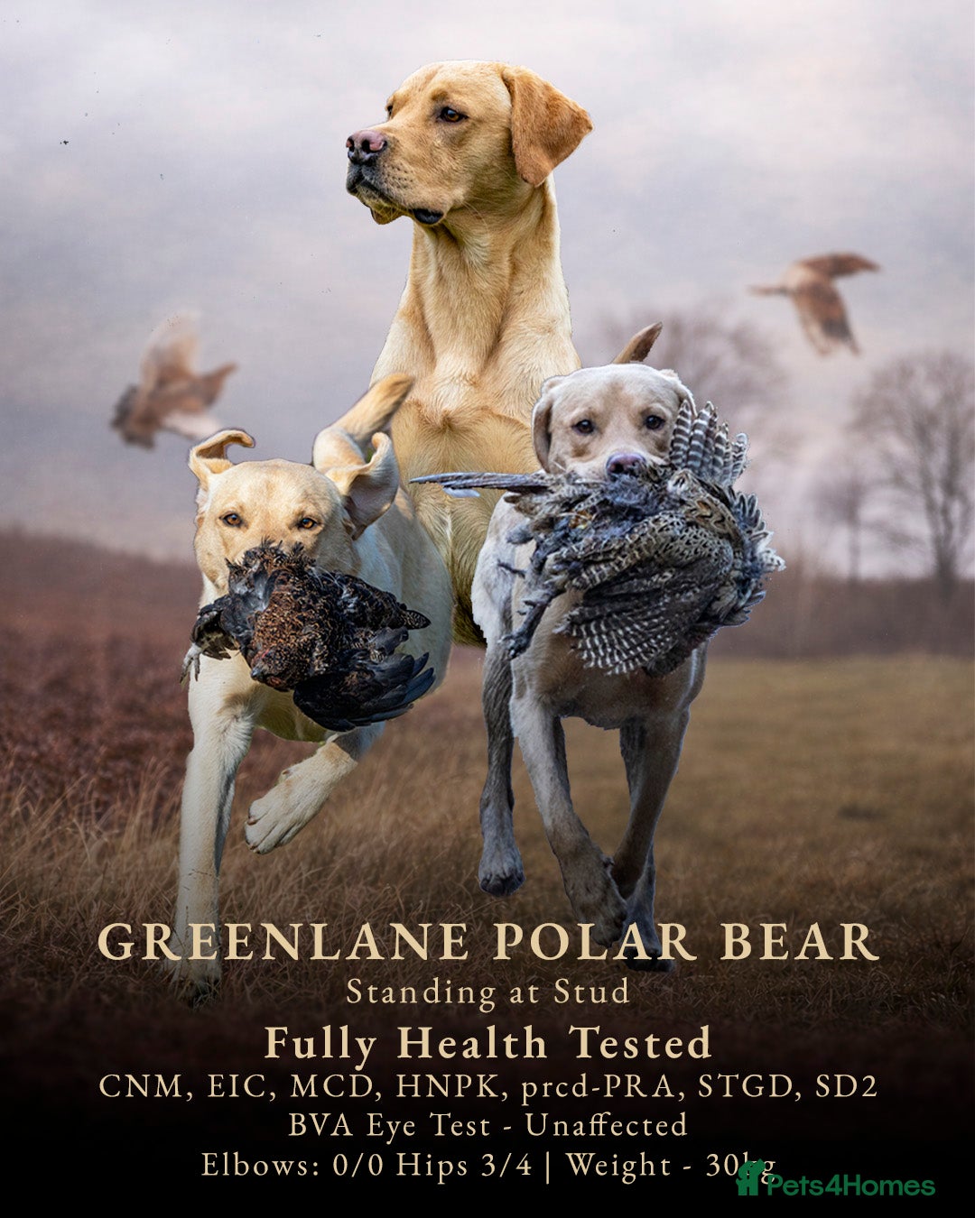 Labrador Retriever dogs FULLY HEALTH TESTED Yellow Lab for Stud - Advert 1