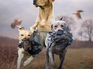 Labrador Retriever dogs FULLY HEALTH TESTED Yellow Lab for Stud - Advert 1