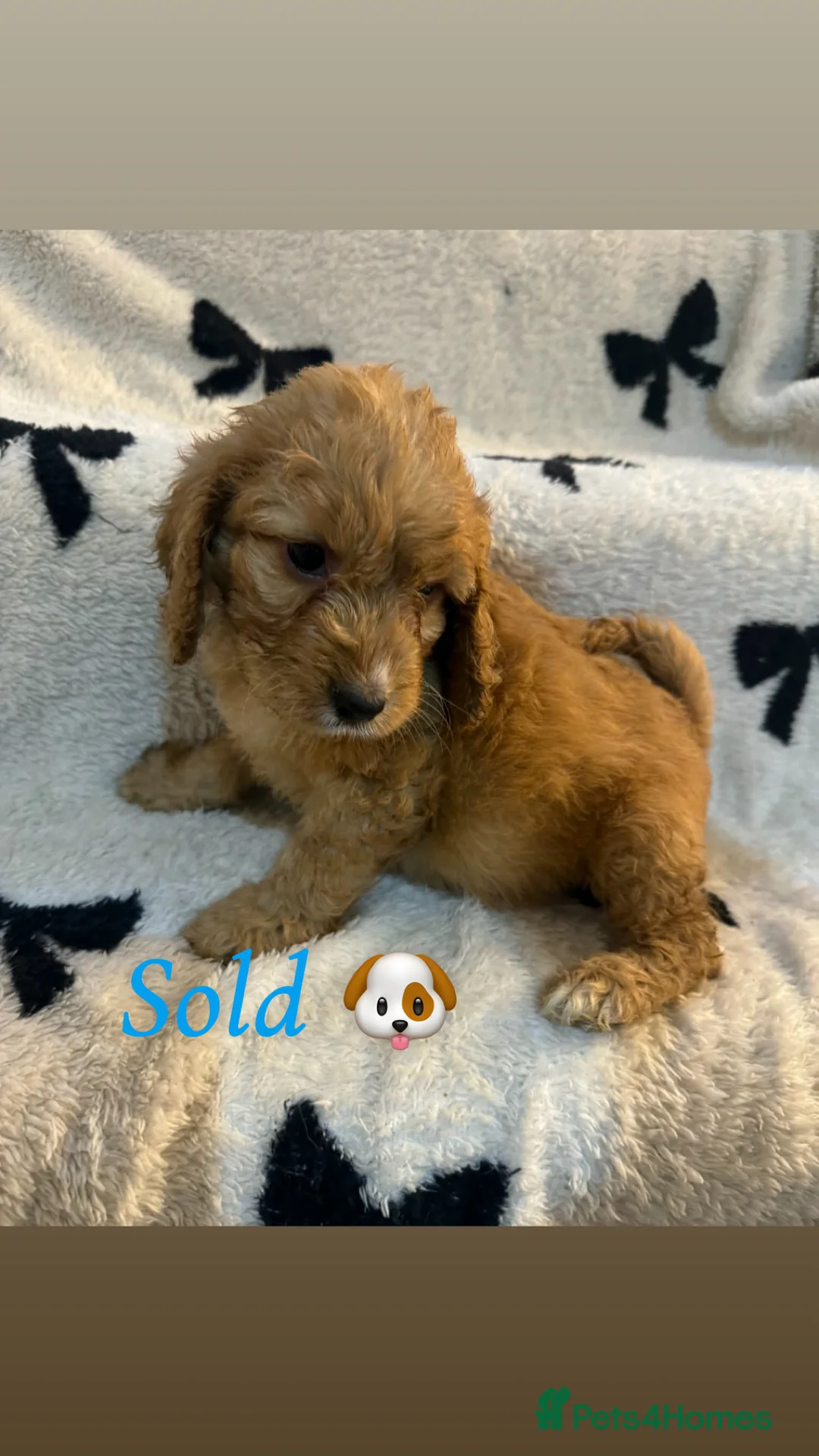 Cockapoo dogs for sale: Cockerpoo puppy’s  - Advert 11