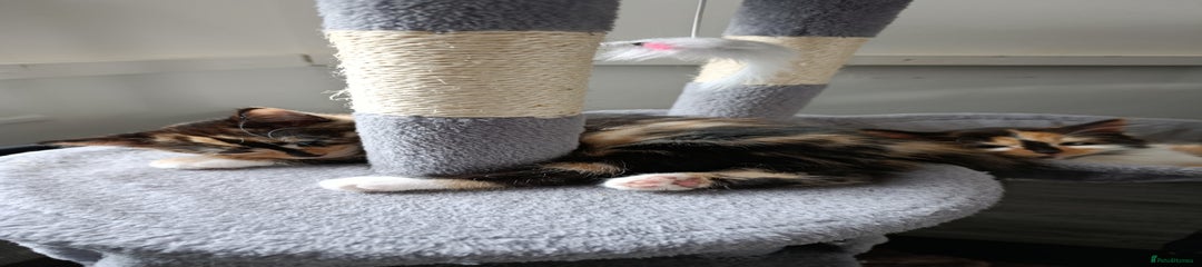 Domestic Shorthair Kitten 4