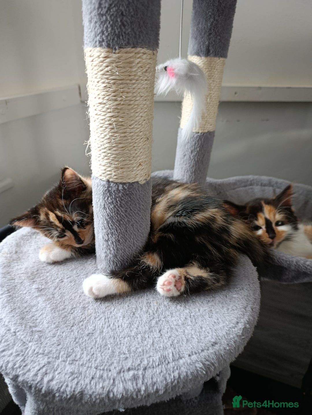 Domestic Shorthair cats for sale: cute mix breed kittens - Image 12