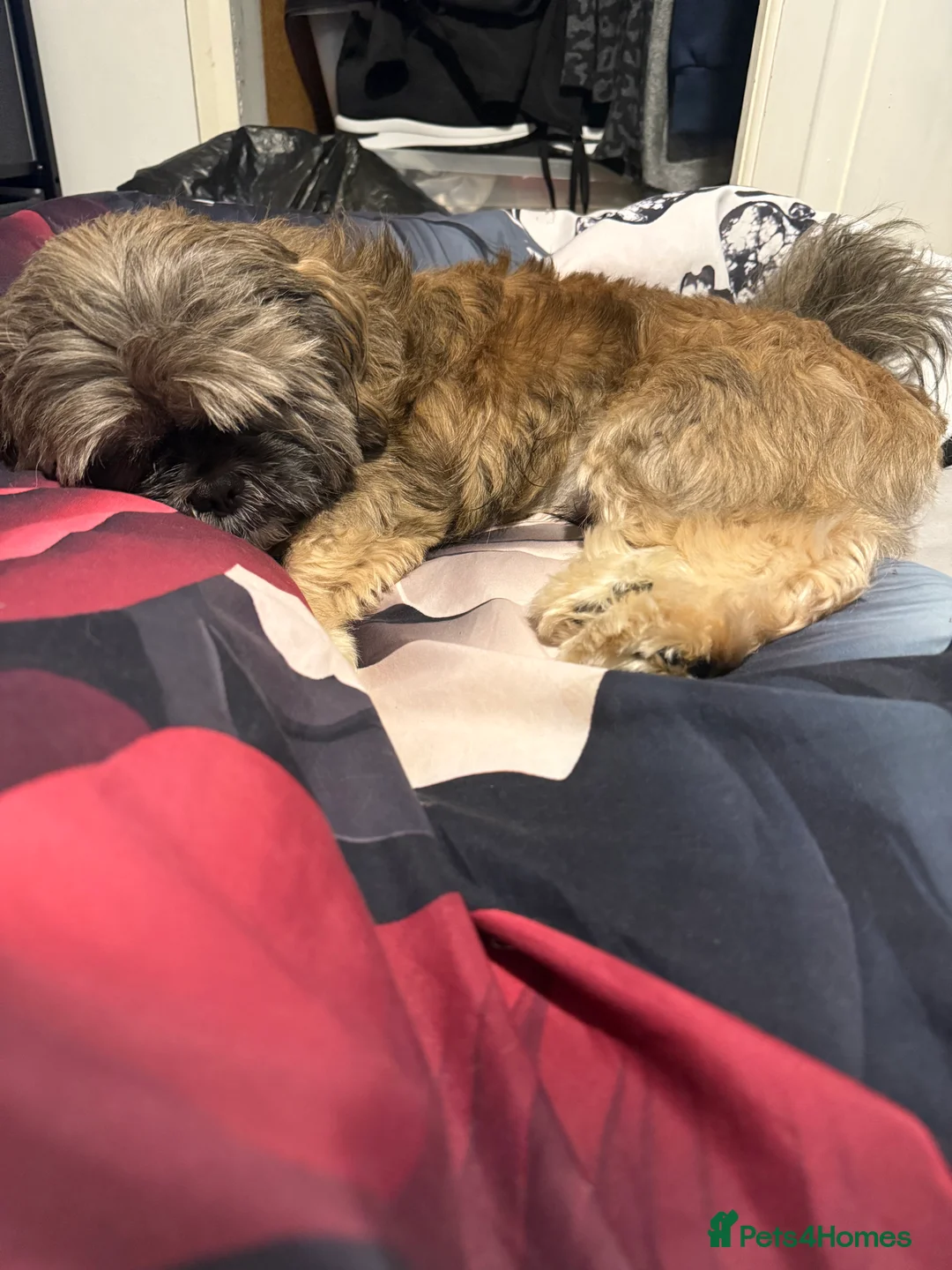 Shih Tzu dogs for sale: Shih Tzu puppies - Advert 7