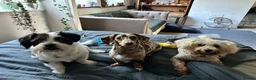 Miniature Dachshund dogs for stud: Miniature, short hair stud in Romford - Advert 21