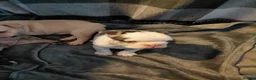 French Bulldog dogs for sale: Female french bulldog - Advert 11