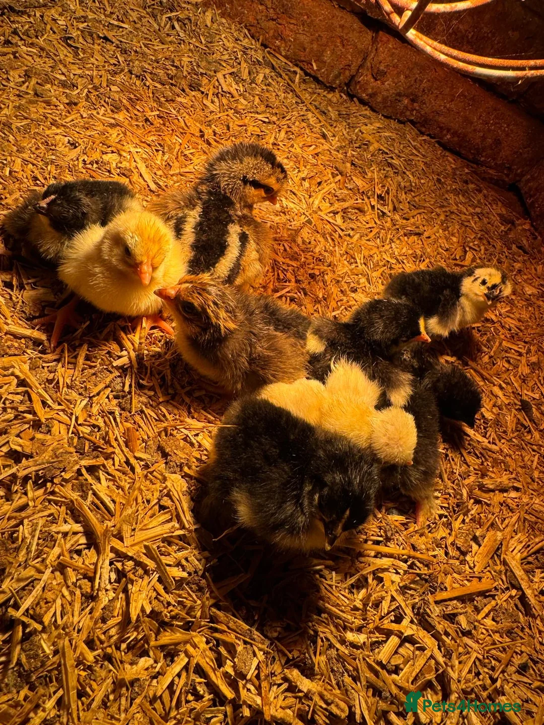 Mixed Breed poultry for sale: Pekin polish barnyard mix chicks Unsexed  in Wimborne - Advert 1