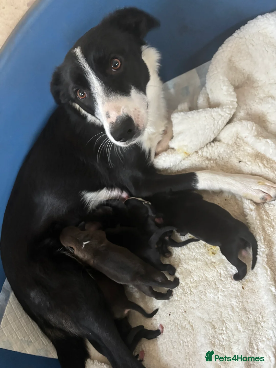 Border Collie dogs for sale: Beautiful collie boy left  - Advert 1