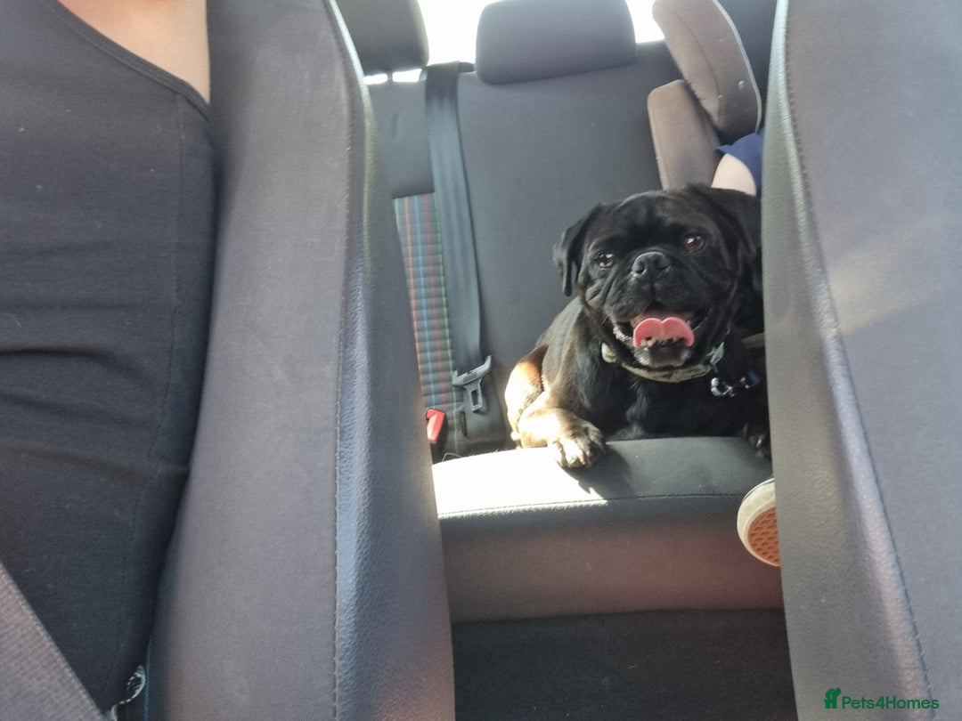 Puggle dogs for sale: Blue, puggle  - Image 3