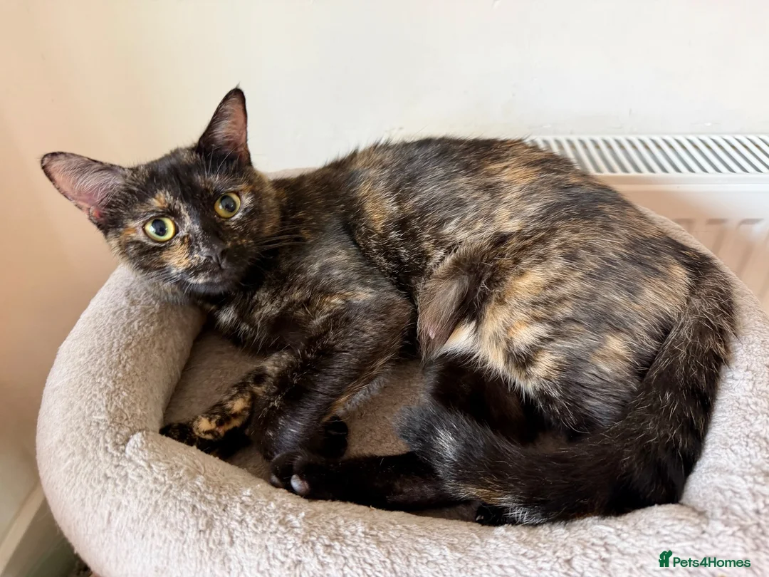 Mixed Breed cats for sale: Adorable tortie kitty looking for a new owner - Advert 5