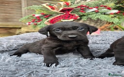 Labrador Retriever dogs for sale: *Beautiful KC, Dna clear labrador retriever pups* - Advert 8