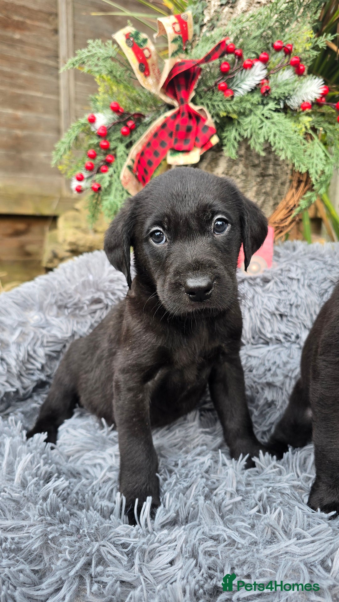 Labrador Retriever dogs for sale: *Beautiful KC, Dna clear labrador retriever pups* - Advert 8