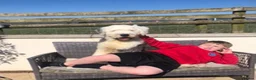 Old English Sheepdog dogs for sale: Old English sheep pups  - Advert 17