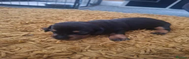 Miniature Dachshund 3
