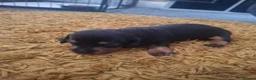 Miniature Dachshund dogs for sale: Minature daschund - Advert 9
