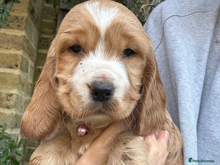 Cocker Spaniel dogs Beautiful Gold English cocker spaniels - Advert 12