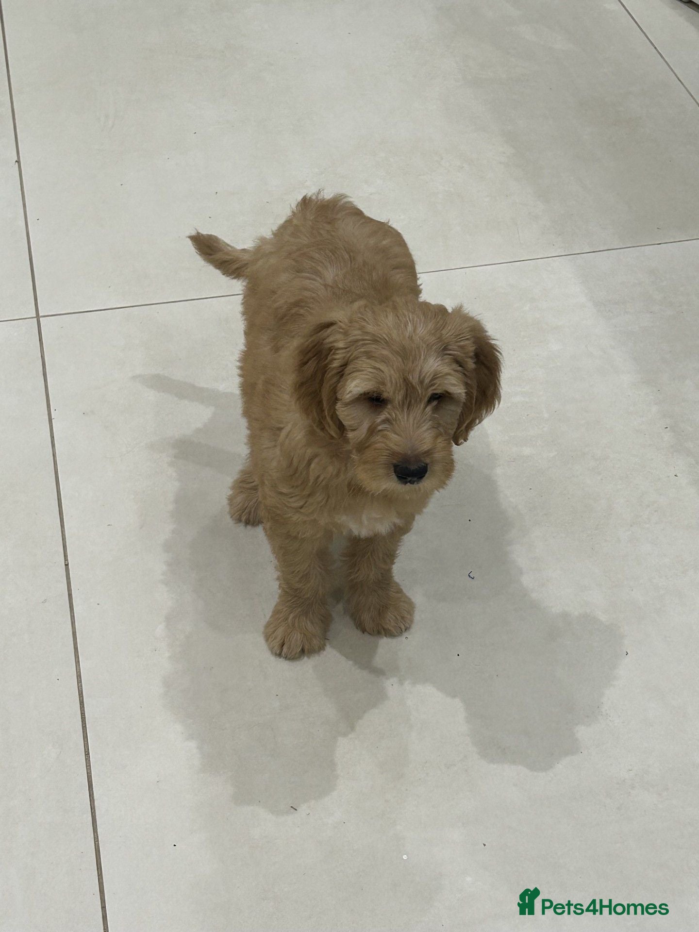 Goldendoodle dogs Multigen Double Doodle - Advert 2