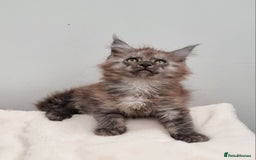 Maine Coon cats for sale: GCCF Pedigree Maine Coon Kittens for sale  - Image 24