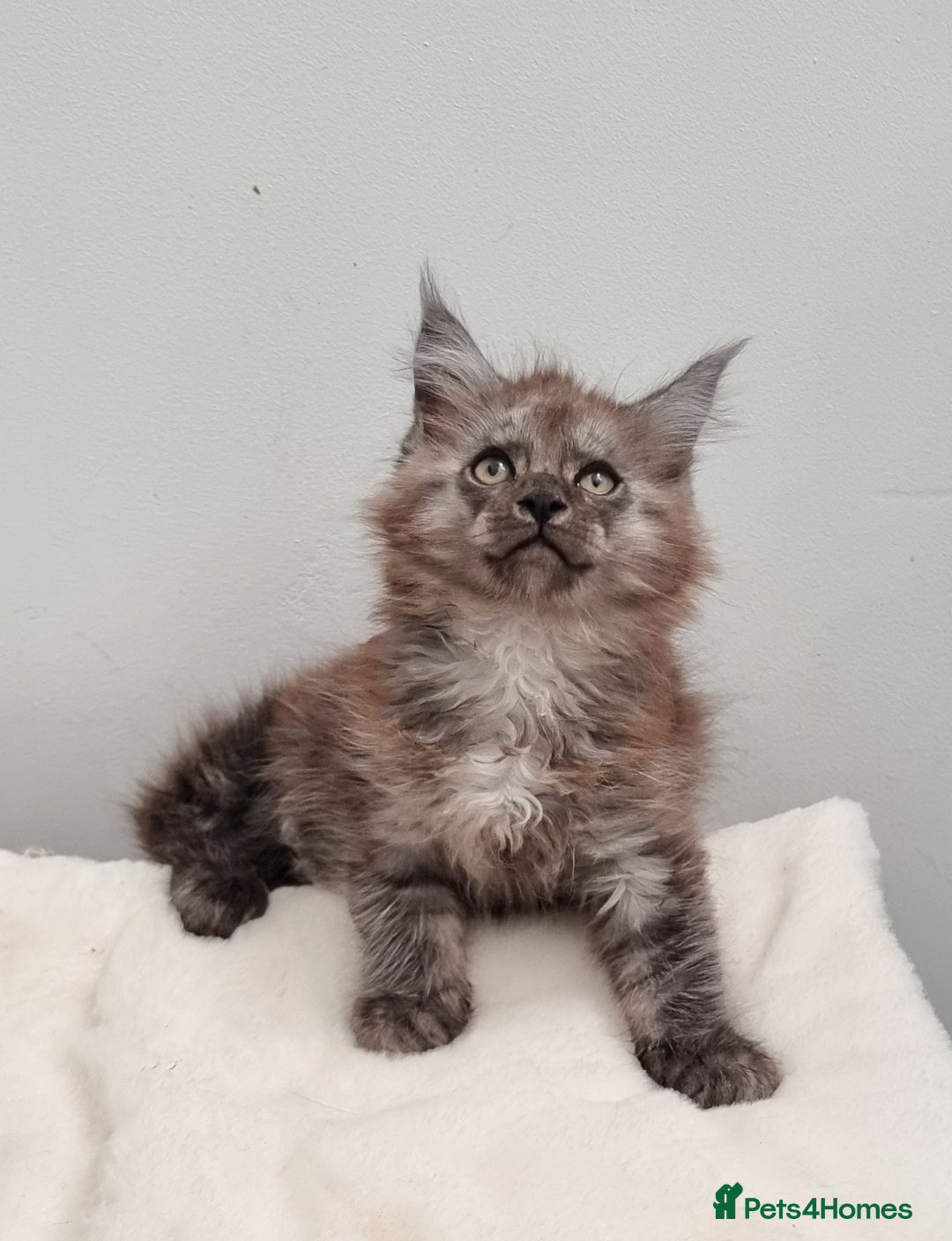 Maine Coon cats for sale: GCCF Pedigree Maine Coon Kittens for sale  - Image 24