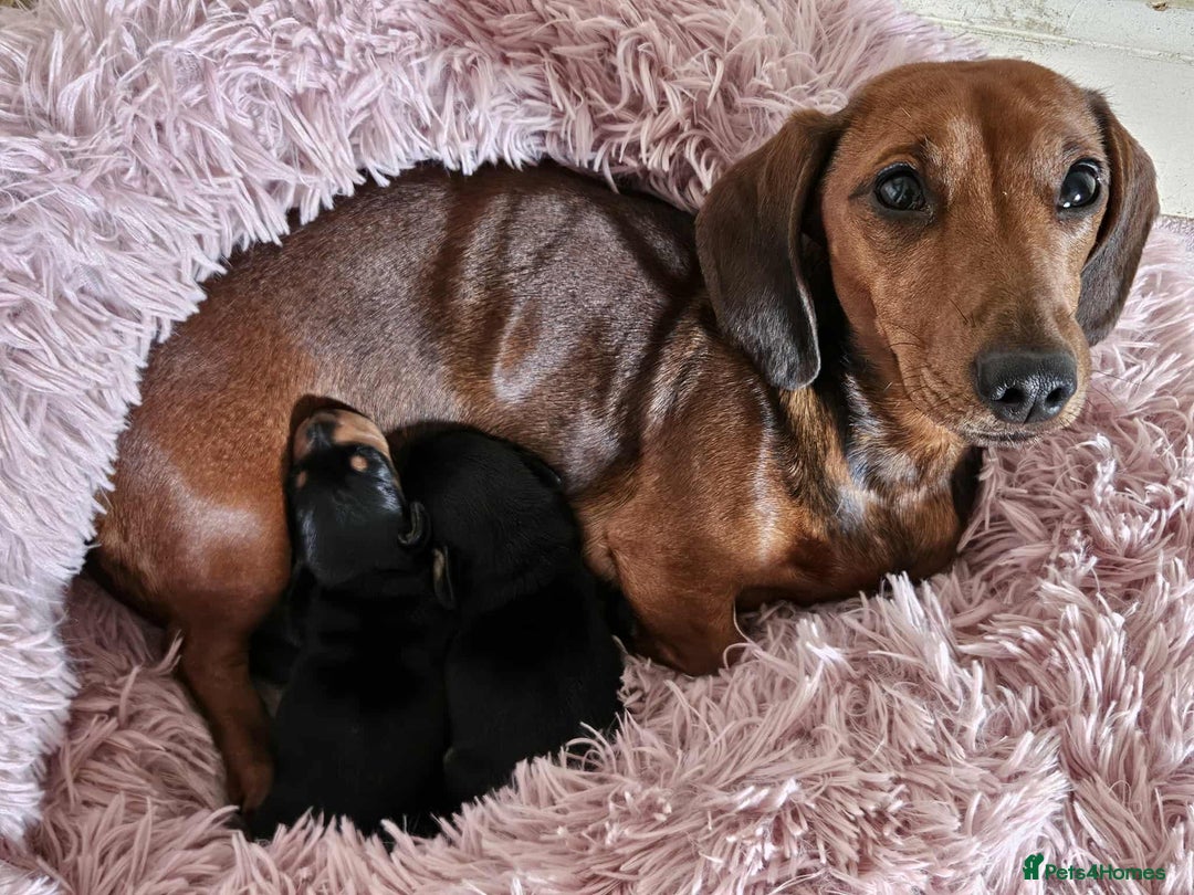 Miniature Dachshund dogs for sale: Male Miniature Dashshund pup for sale  - Image 2