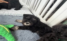 Miniature Schnauzer dogs for sale: health tested parents  - Image 1