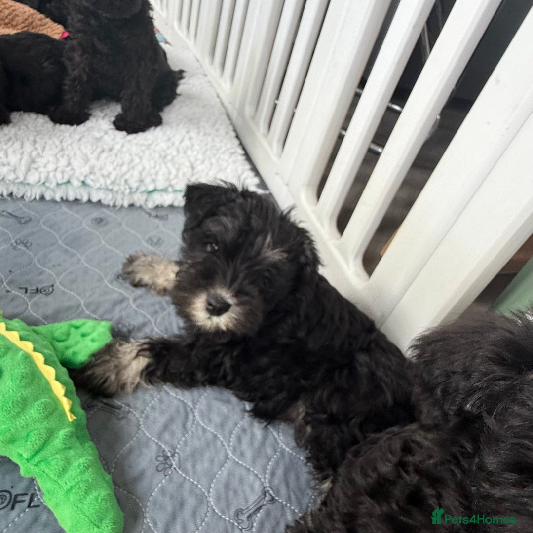 Miniature Schnauzer dogs for sale: health tested parents  - Image 1