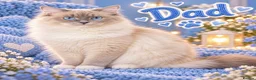 Ragdoll cats for sale: Last gorgeous ragdoll boy 💙 - Advert 4