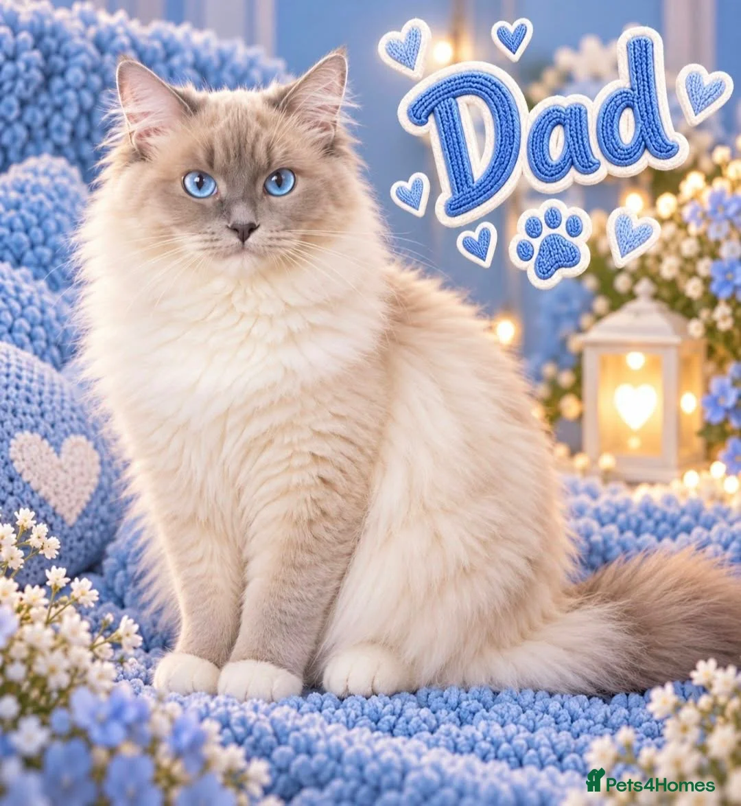 Ragdoll cats for sale: Last gorgeous ragdoll boy 💙 - Advert 4
