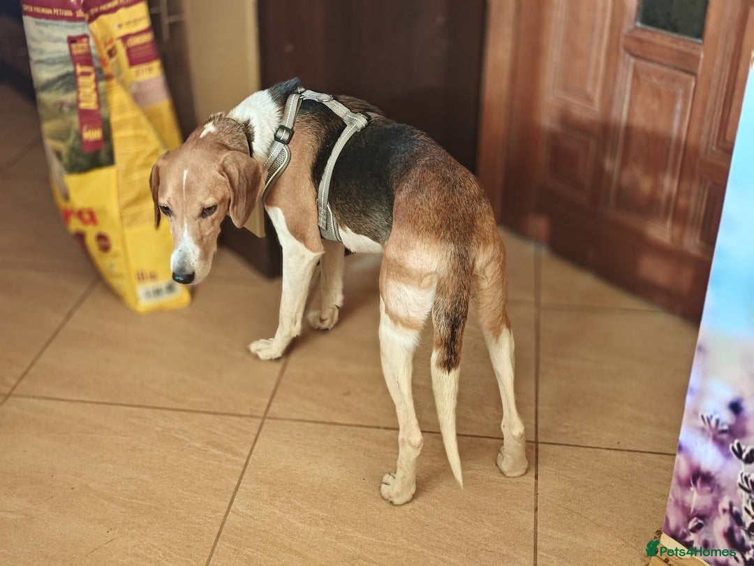 Mixed Breed dogs for adoption: ❤️Radna-affectionate 2 year old Estonian Hound❤️ - Advert 12