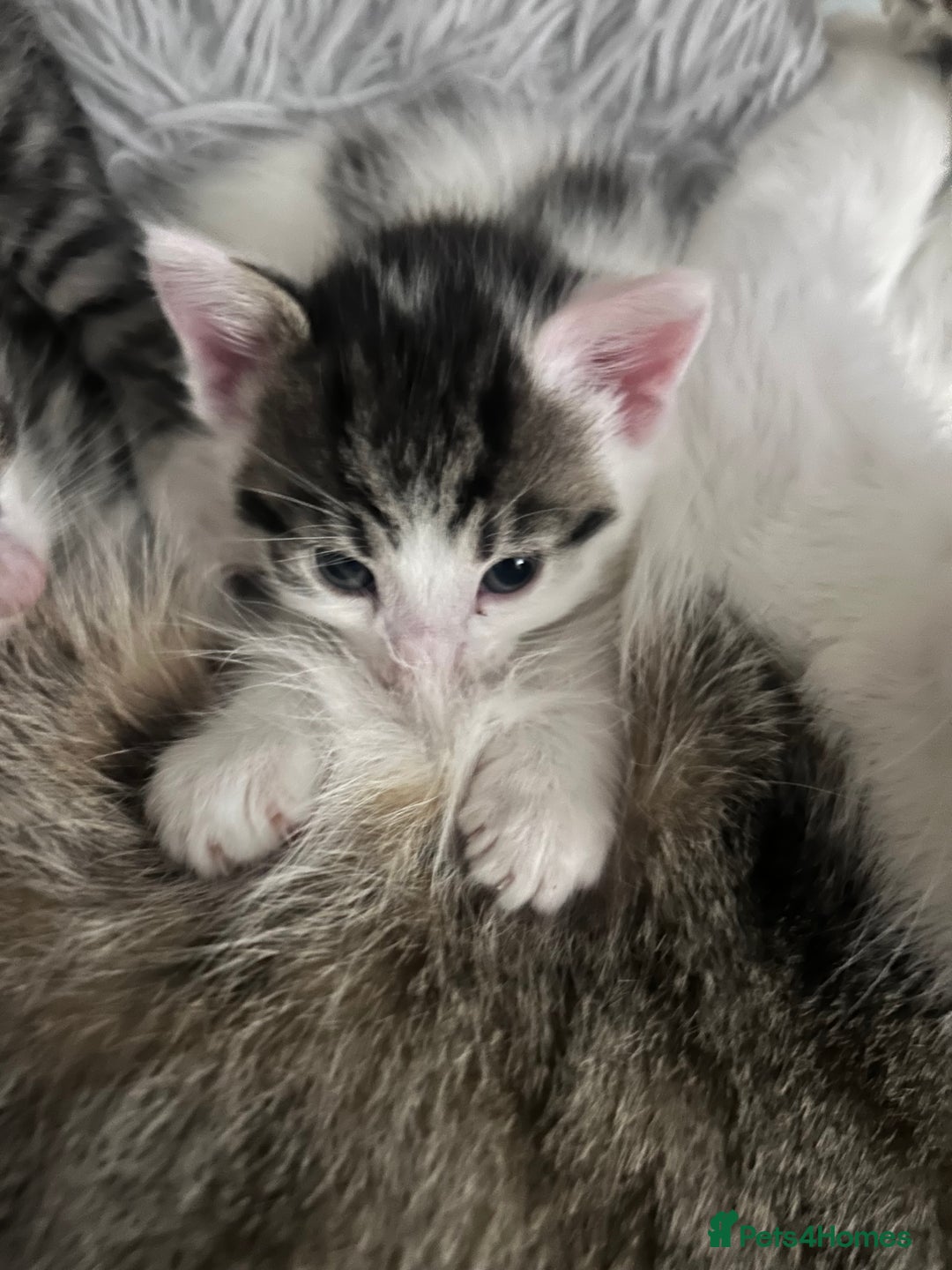 Mixed Breed cats for sale: Healthy, affectionate Kittens ready for  **  - Advert 5