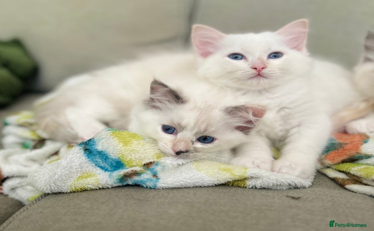 Ragdoll cats - Advert 8