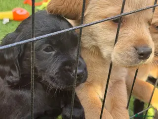 Cockerdor dogs F1 Cockerdor Puppies - Advert 5
