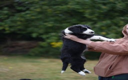 Mixed Breed dogs for sale: Collie mixed breed puppies - Image 4