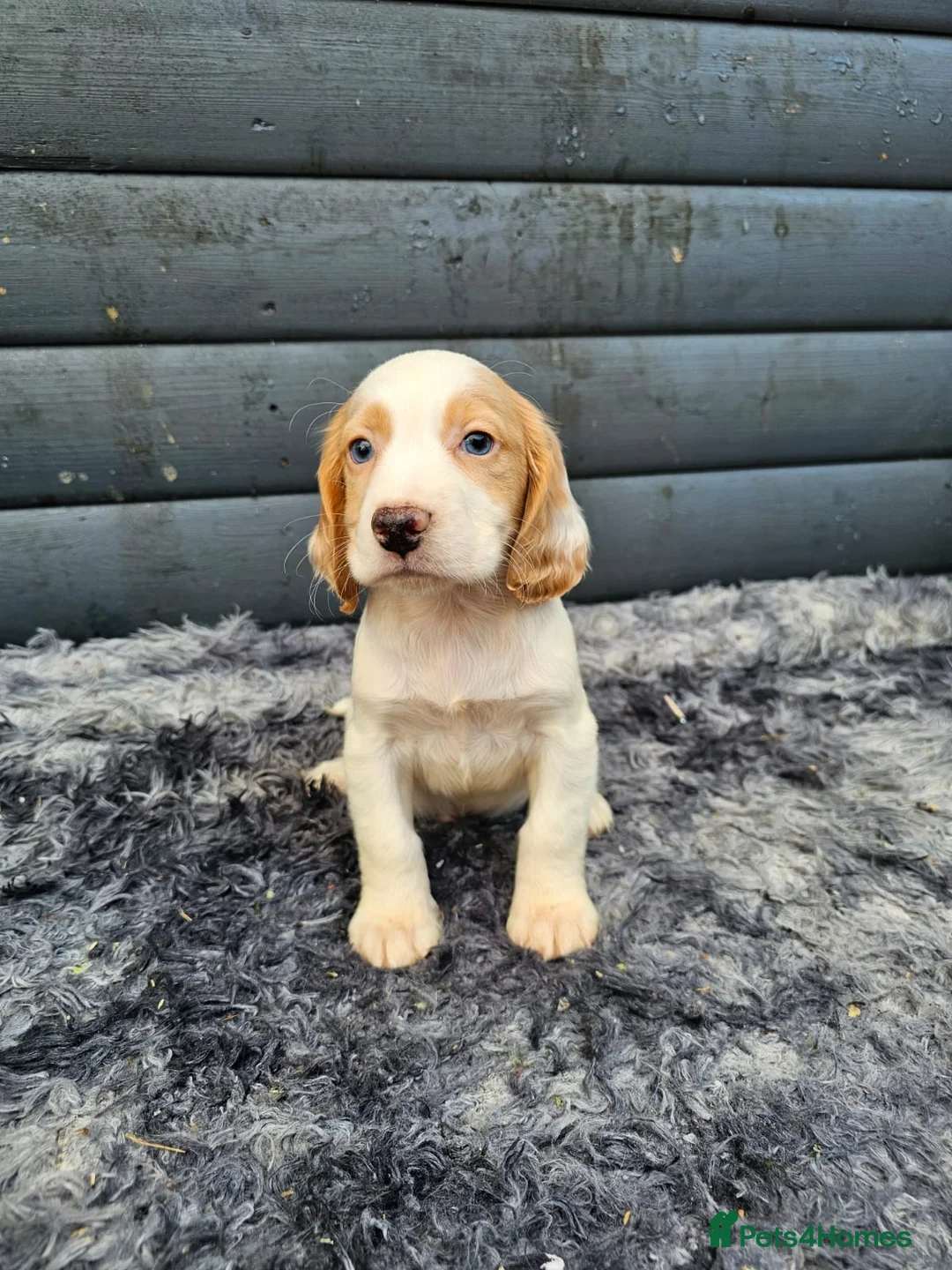 Cocker Spaniel dogs for sale: Cocker spaniels puppys  - Advert 5