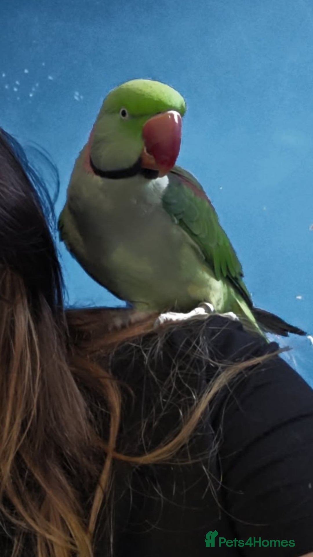 Parakeets birds for sale: Alexandrine parakeet - Advert 2