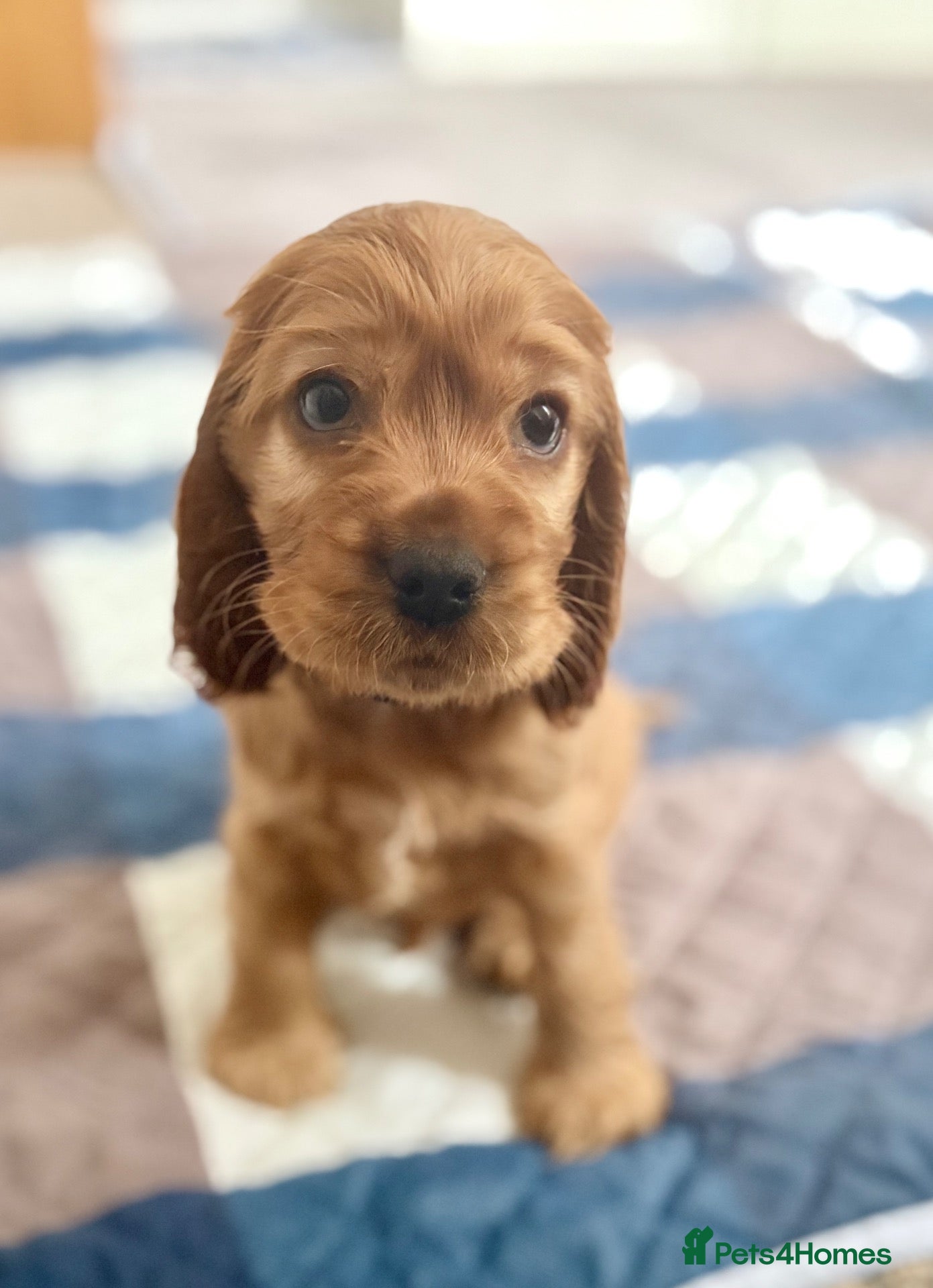 Cocker Spaniel dogs for sale: Red Sable show cocker spaniel male - Advert 3