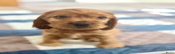 Cocker Spaniel dogs for sale: Red Sable show cocker spaniel male - Advert 14