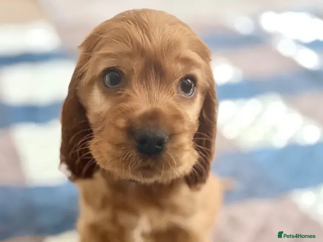 Cocker Spaniel dogs for sale: Red Sable show cocker spaniel male - Advert 3