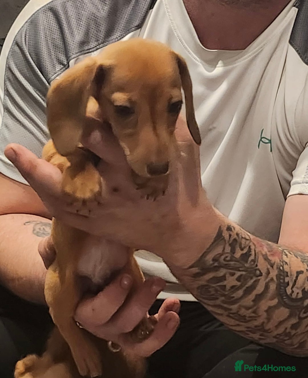 Miniature Dachshund dogs for sale: 3 beautiful miniature dachshunds  - Advert 4