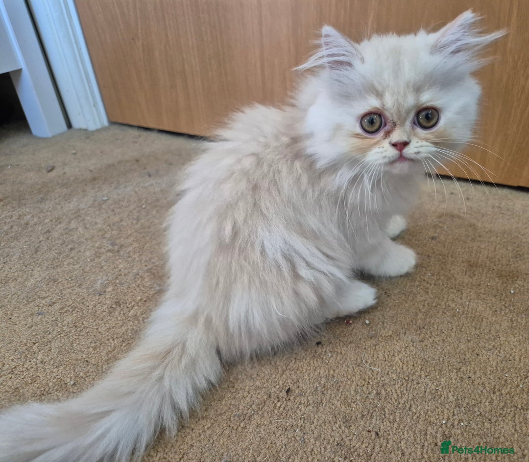 Persian cats for sale: Adorable Female Chinchilla Persian - ready now - Image 31