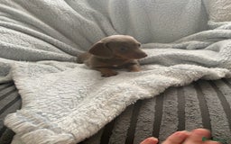 Dachshund dogs for sale: Beautiful mini dashound - Image 2