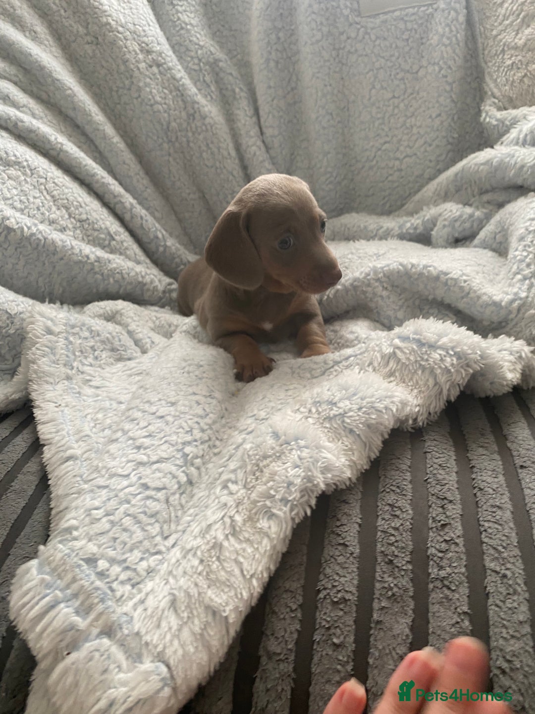 Dachshund dogs for sale: Beautiful mini dashound - Image 2