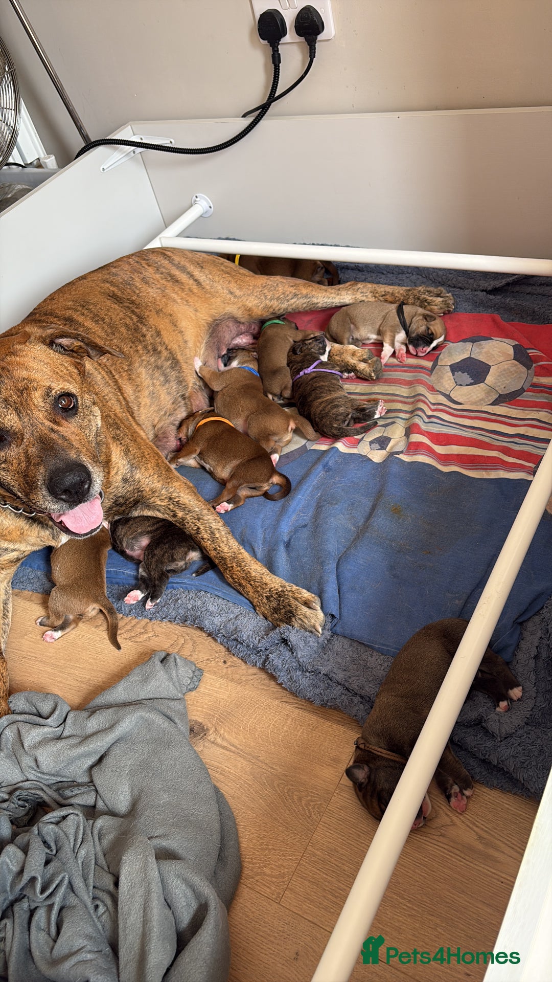 Mixed Breed dogs for sale: Rottie/ cane corso  - Image 2