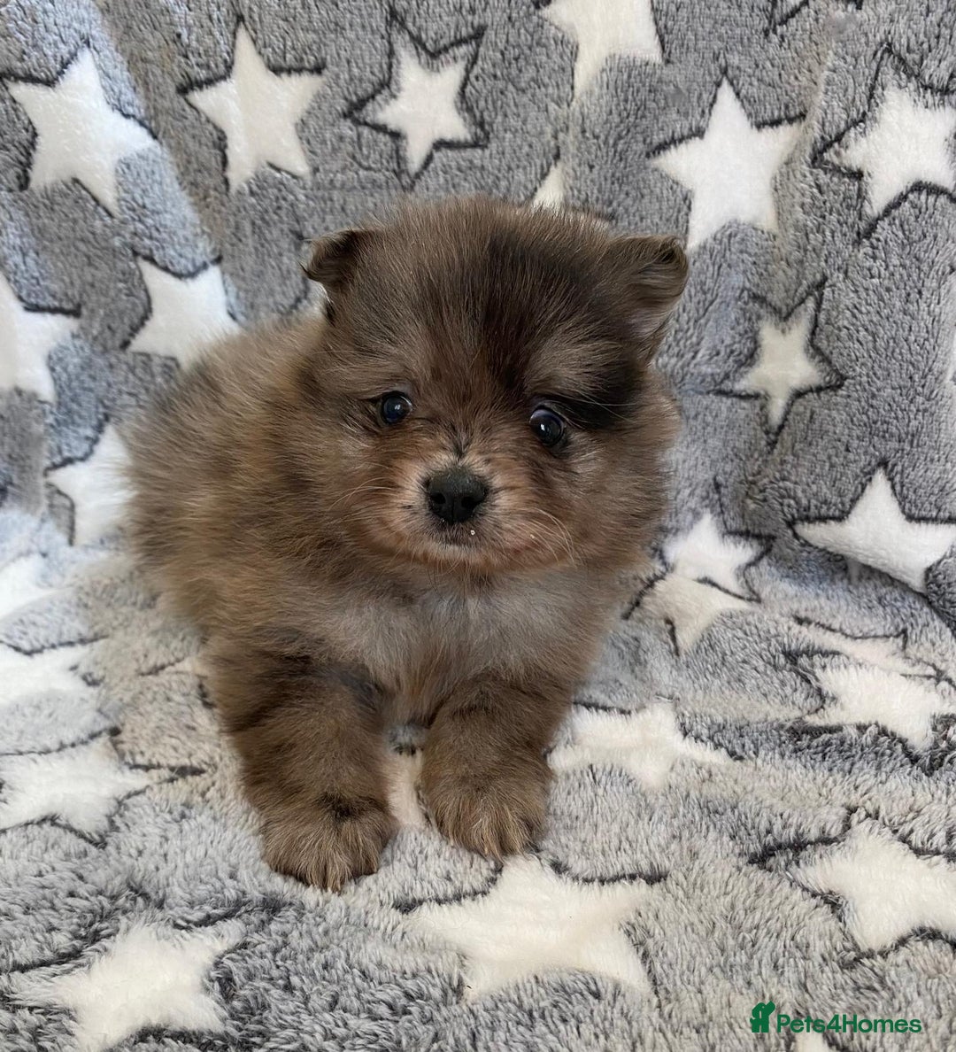 Pomeranian dogs for sale: Pomeranian puppies - Image 21