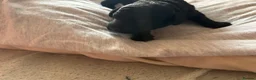 Toy Poodle dogs for sale: Beautiful tiny toy poodle puppies  - Advert 4