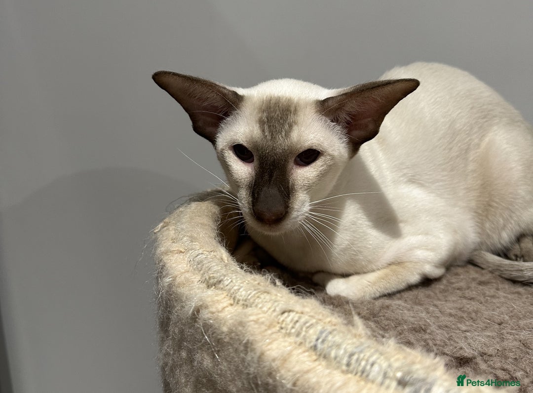 Siamese cats for sale: Male Siamese Chocolate Point - Active Register - Image 4