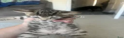 Bengal cats for sale: Beautiful kittens  in Swindon - Advert 18