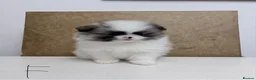 Pomeranian dogs for sale: Pomeranian Puppies – Home Raised With Mum & Dad - Advert 28