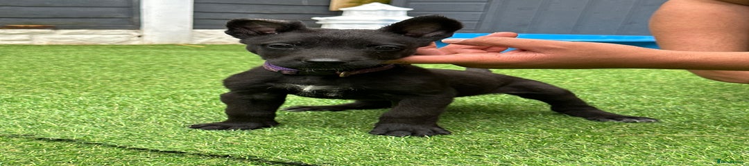 Purple collar full black boy
