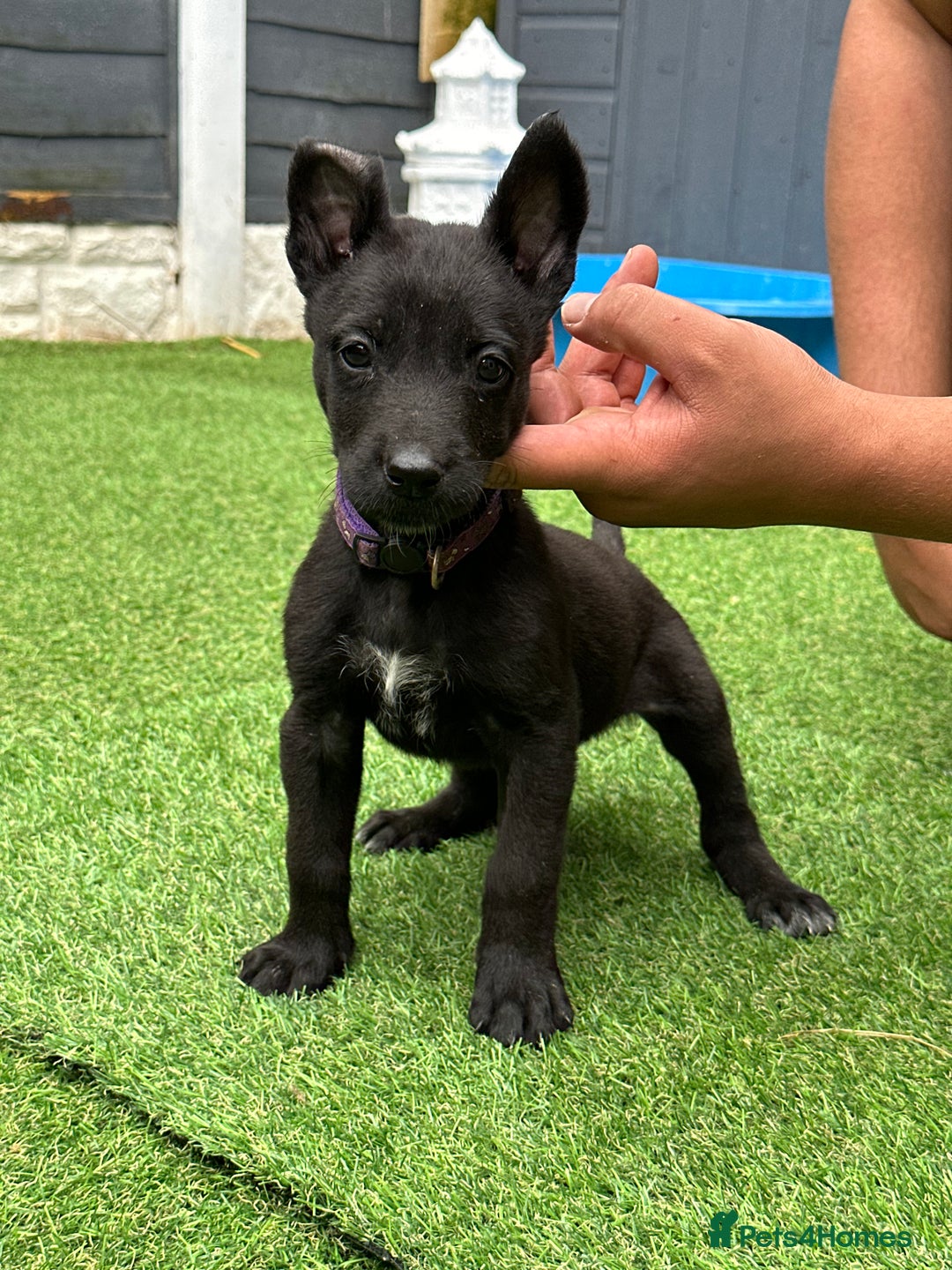 Belgian Shepherd Dog dogs for sale: Belgian malinois puppies from working dog lines  - Image 15