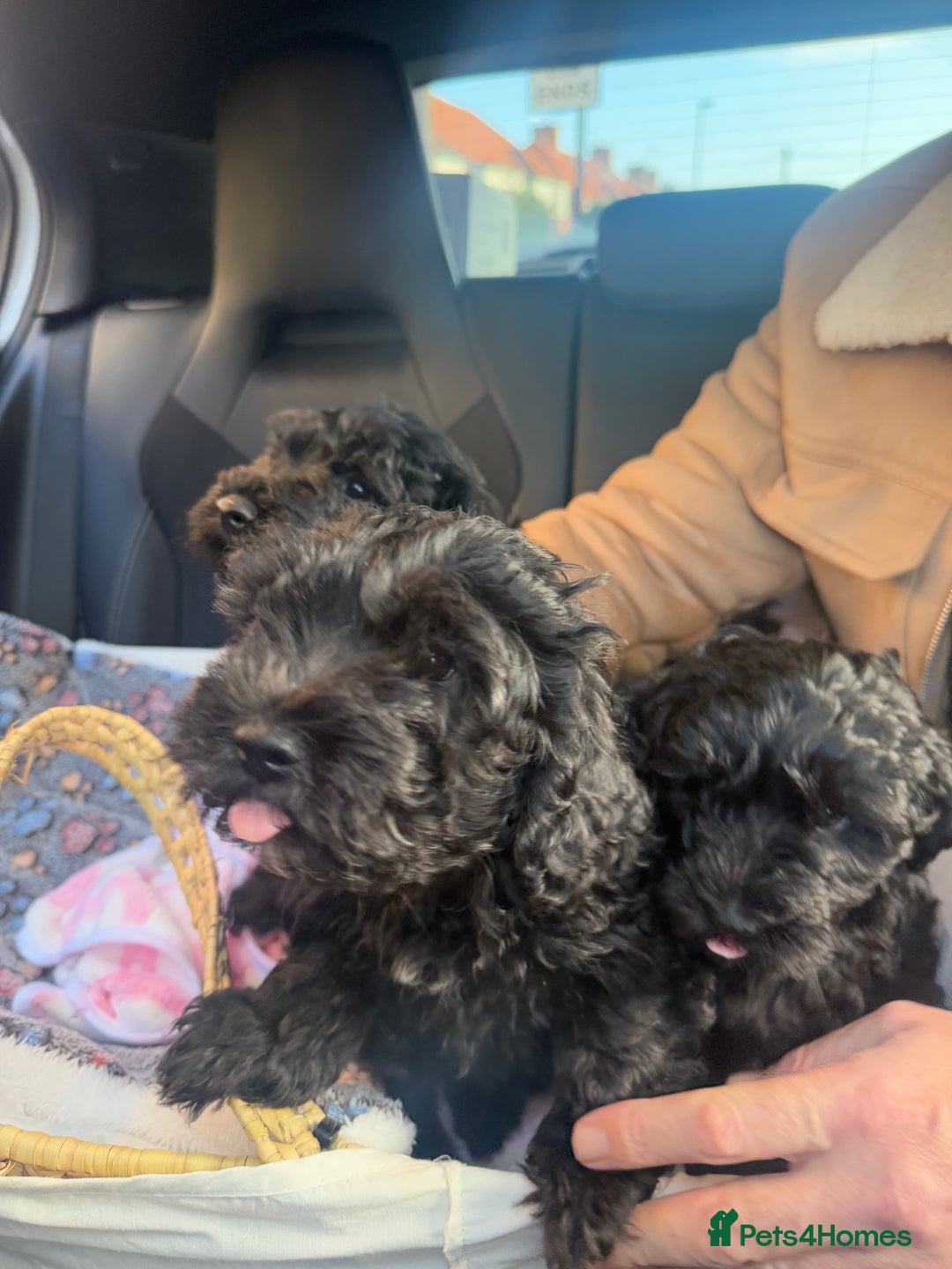 Cavapoo dogs for sale: Cavapoo puppies - Advert 5