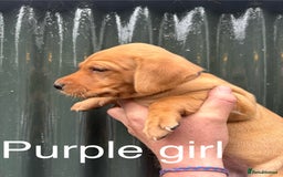 Labrador Retriever dogs for sale: Yellow/red Labrador puppies  - Image 5